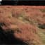Red Top 50# — thumbnail 2 of 2