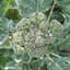 Broccoli, Calabrese 1lb — thumbnail 2 of 2