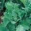 Broccoli, Raab Spring 1/2oz — thumbnail 2 of 2