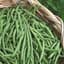 Beans, Blue Lake 274 Bush 1/2lb — thumbnail 2 of 2