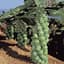 Brussel Sprouts, Jade Cross Hybrid 100 Seed Count — thumbnail 2 of 2