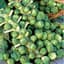 Brussel Sprouts, Long Island 1/2oz — thumbnail 2 of 2