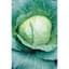 Cabbage, Early Flat Dutch 1/2oz — thumbnail 2 of 2