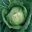 Cabbage, Early Jersey Wakefield 1/2oz — thumbnail 2 of 2