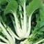 Cabbage, Chinese Pak Choi 1/2oz — thumbnail 2 of 2