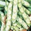 Beans, Fava Broad Windsor 50lb — thumbnail 2 of 2