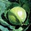 Cabbage, Golden Acre 1lb — thumbnail 2 of 2