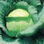 Cabbage, Early Round Dutch 1lb — thumbnail 2 of 2