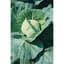 Cabbage, Late Flat Dutch 1lb — thumbnail 2 of 2