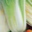 Cabbage, Michihili Chinese 1/2oz — thumbnail 2 of 2