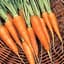 CARROTS, CHANTENAY 50# — thumbnail 2 of 2