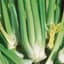 Celery, Golden Self Blanching 1/2oz — thumbnail 2 of 2