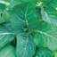 COLLARDS, GEORGIA 50# — thumbnail 2 of 2