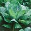 Collards, Morris Heading 4oz — thumbnail 2 of 2