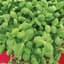 Cress, Upland 1/2oz — thumbnail 2 of 2