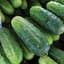 Cucumber, Bush Pickle 1/2oz — thumbnail 2 of 2