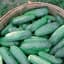 Cucumber, Improved Long Green 1lb — thumbnail 2 of 2