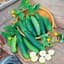 Cucumber, Poinsett 76 1lb — thumbnail 2 of 2