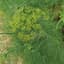 Dill, Long Island 1/2oz — thumbnail 2 of 2