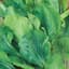 Endive, Broad Leaf Batavian 1/2lb — thumbnail 2 of 2
