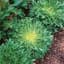 Endive, Green Curled Ruffic 1/2oz — thumbnail 2 of 2