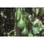 Gourds, Dipper Long Handle 1/2oz — thumbnail 2 of 2