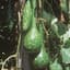 GOURDS, DIPPER 50# — thumbnail 2 of 2