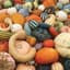 GOURD, MIXED LARGE SMALL              LBS — thumbnail 2 of 2