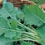 Kale, Tall Spring 1/2oz — thumbnail 2 of 2