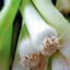 Leek, American Flag 1/2oz — thumbnail 2 of 2