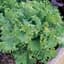 Lettuce, Black Seeded Simpson 1/2oz — thumbnail 2 of 2
