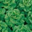 Lettuce, Buttercrunch 1/2lb — thumbnail 2 of 2