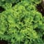 Lettuce, Grand Rapids 1/2lb — thumbnail 2 of 2