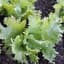 Lettuce, Ithaca 1/2oz — thumbnail 2 of 2