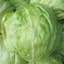 Lettuce, Iceberg 1/2oz — thumbnail 2 of 2