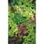 Lettuce, Mesclun Salad Mix 1/2oz — thumbnail 2 of 2