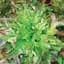 Lettuce, Oakleaf 1/2oz — thumbnail 2 of 2
