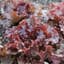Lettuce, Red Sails 1/2oz — thumbnail 2 of 2