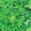 Lettuce, Green Salad Bowl 1/2oz — thumbnail 2 of 2