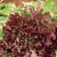 Lettuce, Red Salad Bowl 1/2lb — thumbnail 2 of 2
