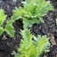 Lettuce, Summertime 1/2lb — thumbnail 2 of 2