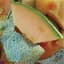 Cantaloupe, Rocky Ford Green Flesh 1/2lb — thumbnail 2 of 2