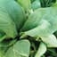 Mustard, Florida Broadleaf 1lb — thumbnail 2 of 2