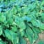 Mustard Spinach, Tendergreen 4oz — thumbnail 2 of 2