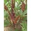 Okra, Burgundy 1/2oz — thumbnail 2 of 2