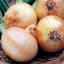 Onion, Yellow Sweet Spanish 1/2oz — thumbnail 2 of 2