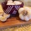 DVG Garlic (softneck) - 100 bulb count — thumbnail 2 of 2