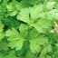 Parsley, Plain 1/2oz — thumbnail 2 of 2