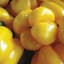 Peppers, Golden California Wonder 1/2oz — thumbnail 2 of 2
