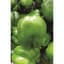 Peppers, Keystone Giant #3 1/2oz — thumbnail 2 of 2